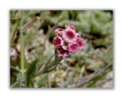 2067 Antennaria dioica