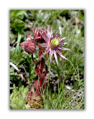 879 Sempervivum montanum