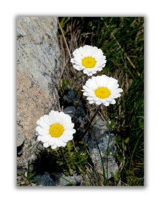 2139 Leucanthemum alpina