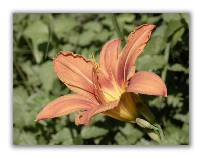 2877 Lilium bulbiferum croceum