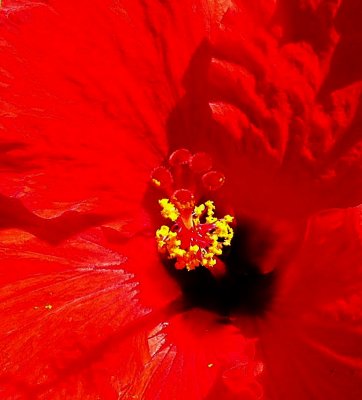 Floral15.jpg