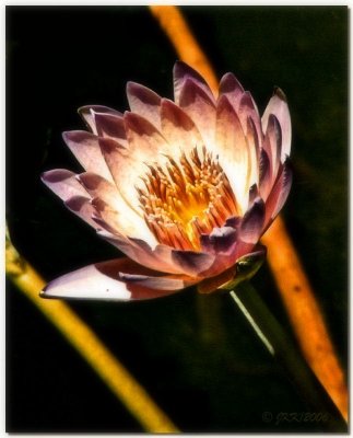Floral22.jpg