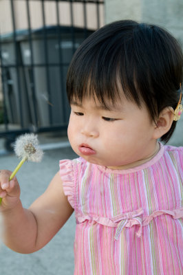 Dandelion Blowing