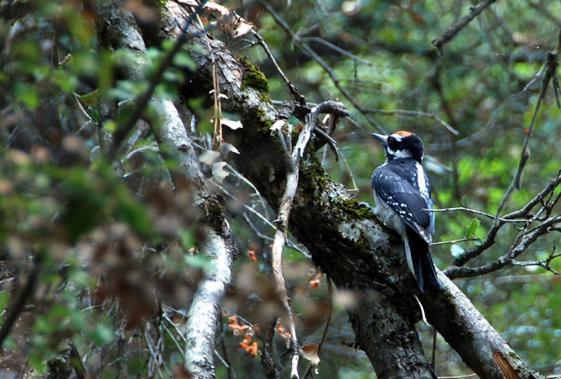 Hairy Woodpecker