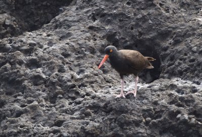 Black Oystercatcher