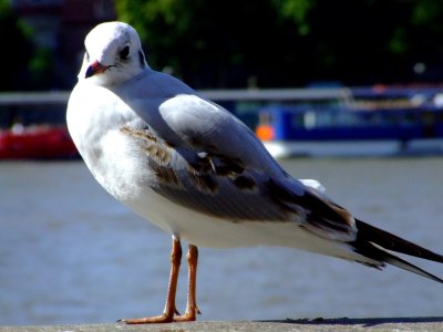 River Gull