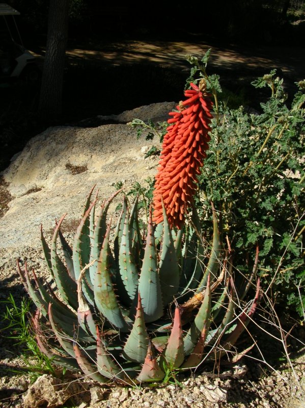 Aloe peglerae