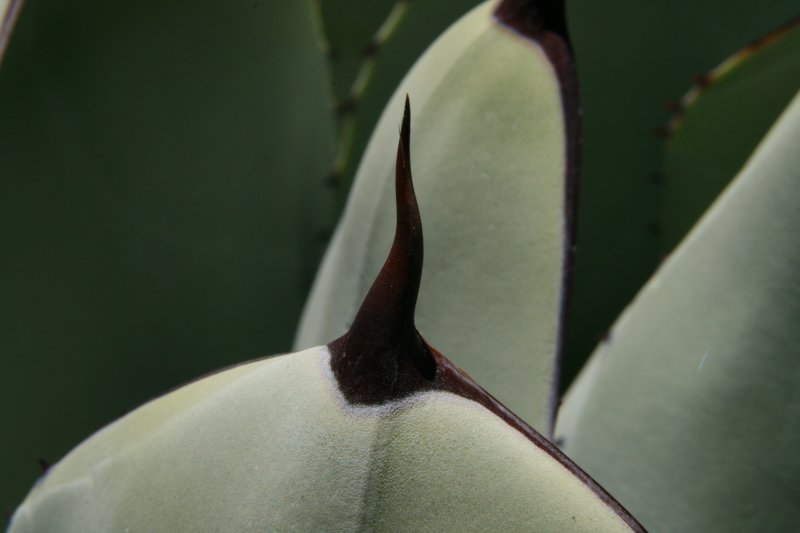 Agave parryi v. truncata