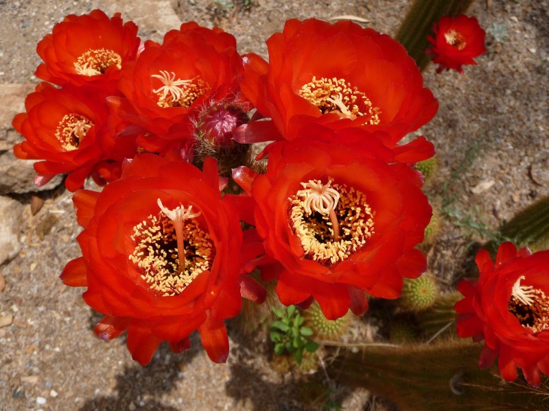 Echinopsis huascha