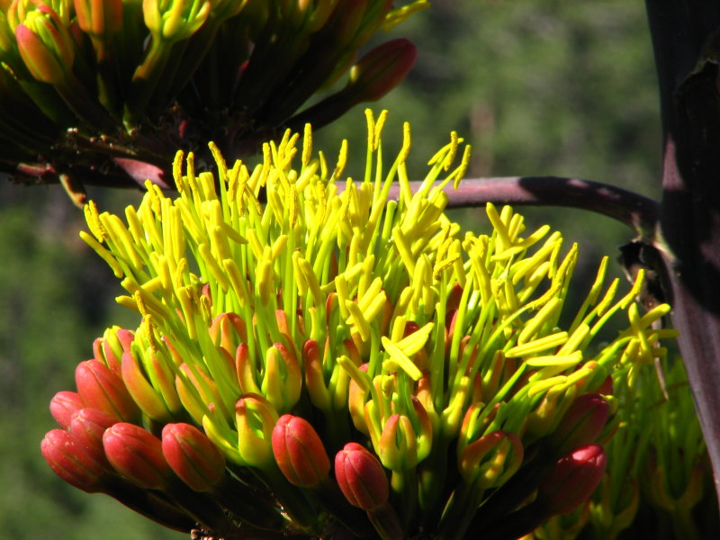 Agave parryi