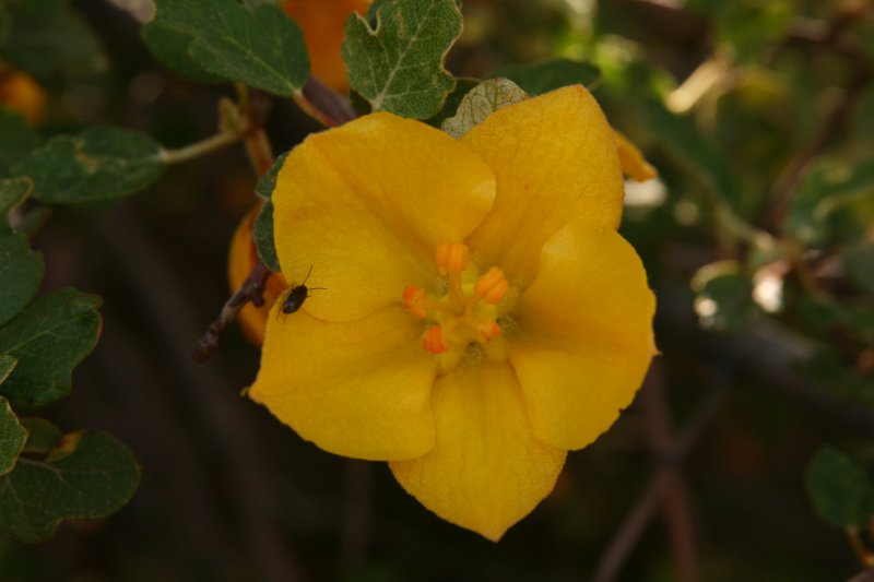 Flannelbush   (Fremontodendron californicum)