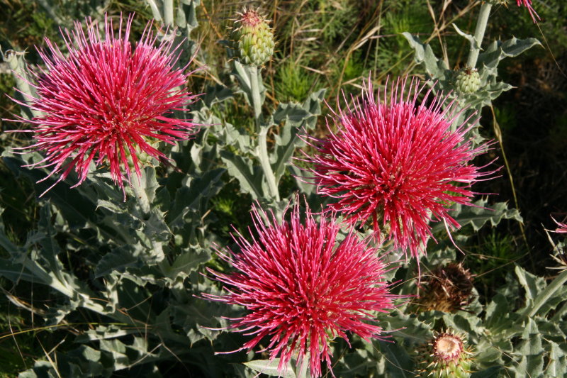  Thistle - Cirsium species