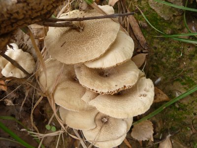 Fungus on a dead tree in Queen Creek Riparian Area