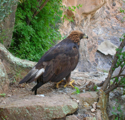 Golden Eagle on High Trail eating a kill.