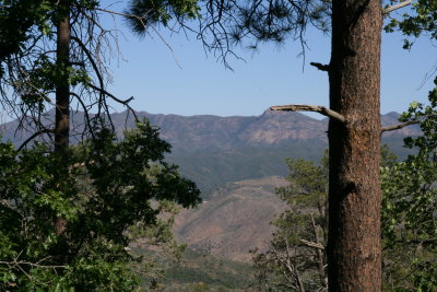 In the Ponderosa pines - Mazatzal mountains in the distance