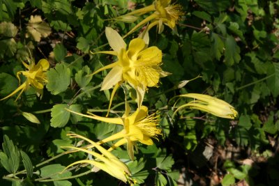 Golden Columbine