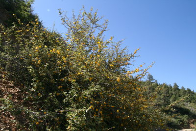 Flannelbush   (Fremontodendron californicum)