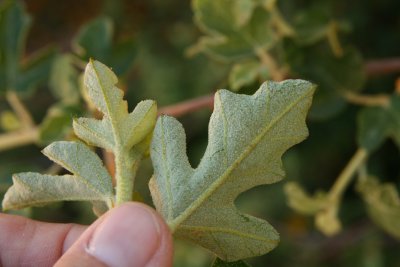 Flannelbush   (Fremontodendron californicum)