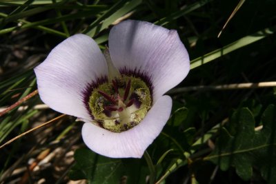 Doubting Mariposa Liliy  (Calochortus ambiguus)