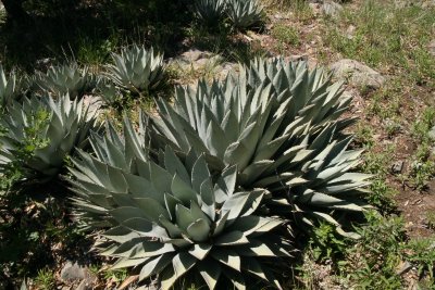 Agave parryi