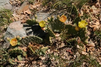 Opuntia species near the locked gate