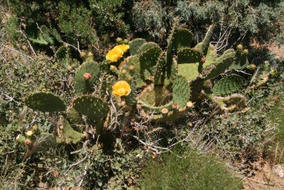 Opuntia engelmannii with large golden flowers