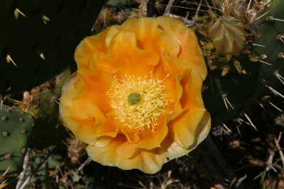 Opuntia engelmannii with large golden flowers
