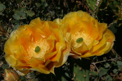 Opuntia engelmannii with large golden flowers