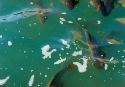 Hungry Carp at Dangling Rope Marina