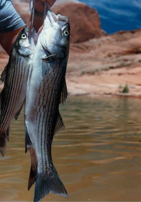 Daddy's 21 Striped Bass