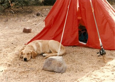 Mikki by my tent - Roosevelt Lake 11-85