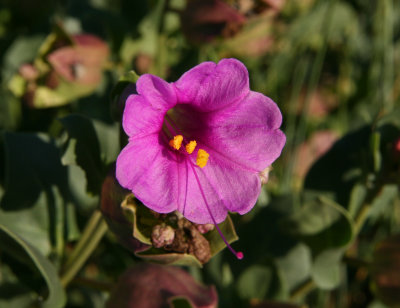 Colorado Four O'Clock - Mirabilis multiflora
