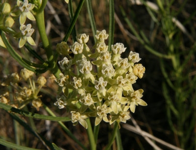 Horsetail Milkweed-  Asclepias subverticillata