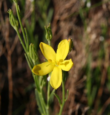 Yellow Menodora - Menodora scabra