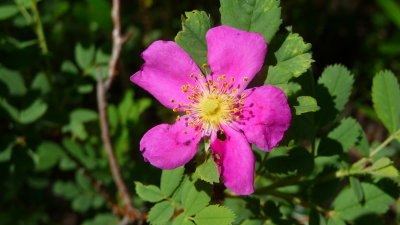  Arizona Rose - Rosa arizonica