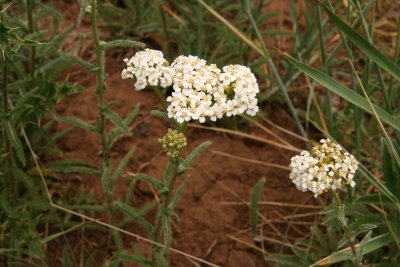 Western Yarrow - Achillea millefolium lanulosa