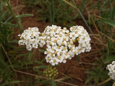 Western Yarrow - Achillea millefolium lanulosa