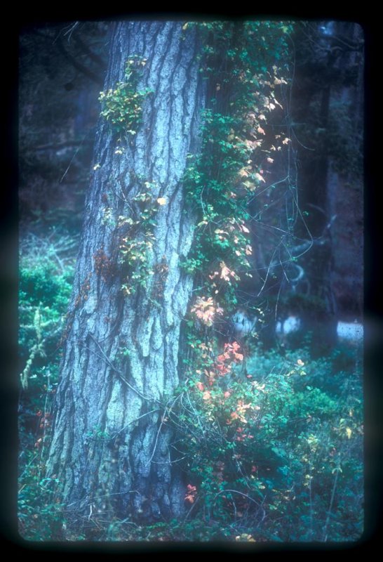 Utah forest