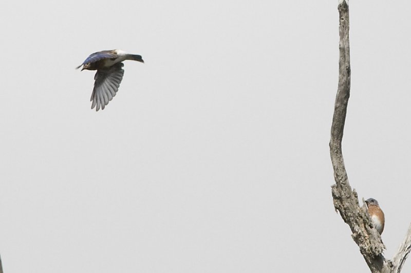 EASTERN BLUEBIRDS