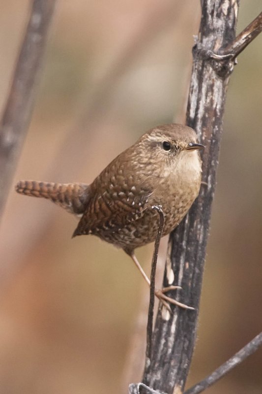 WINTER WREN