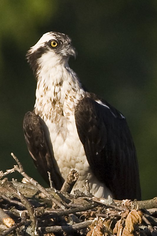 OSPREY