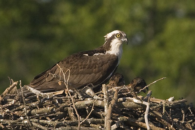 OSPREY AND 2 CHICKS