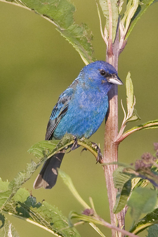 INDIGO BUNTING - IMMATURE