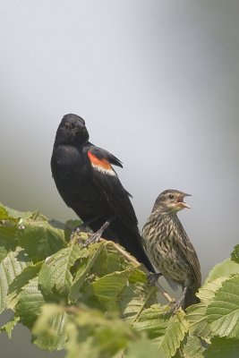 RED-WINGED BLACKBIRD - MALE & IMMATURE