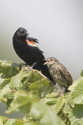 RED-WINGED BLACKBIRD - MALE & JUVENILE