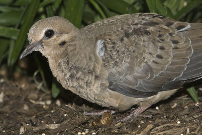 MOURNING DOVE