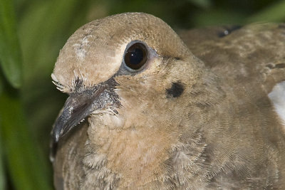 MOURNING DOVE