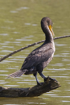 DOUBLE-CRESTED CORMORANT