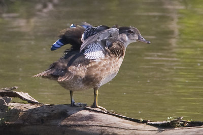 WOOD DUCK