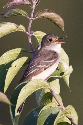 FLYCATCHER (EMPIDONAX)